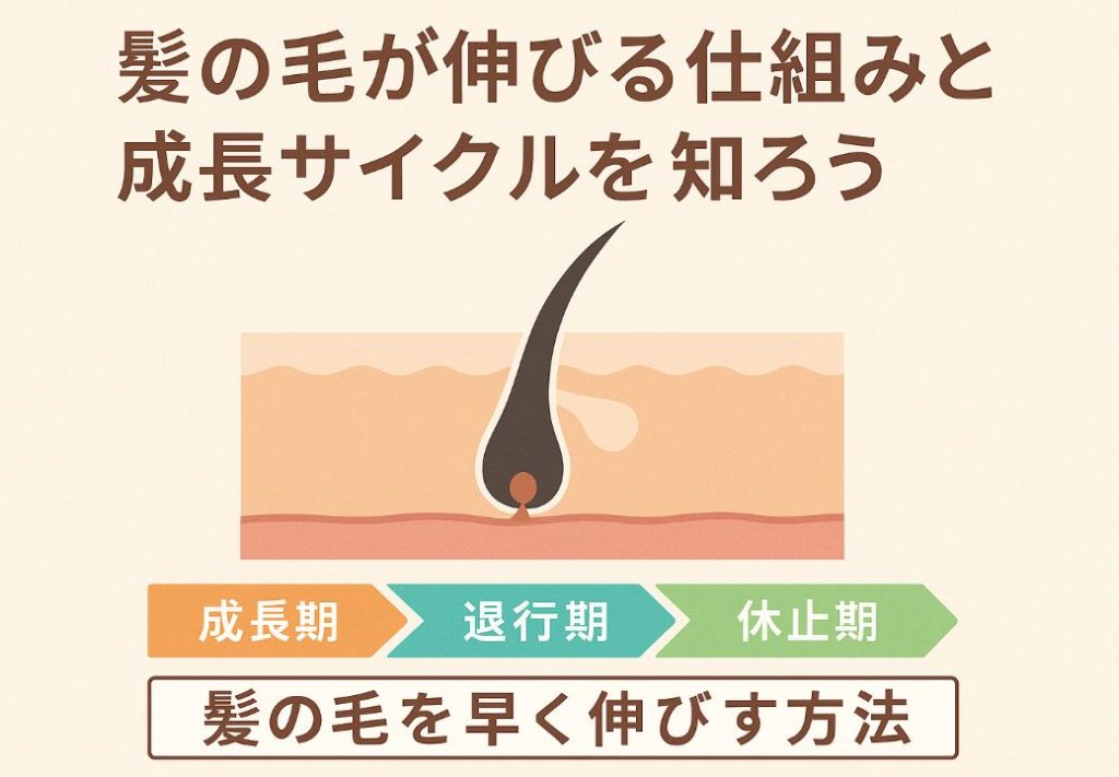 髪の毛が伸びる仕組みと成長サイクルを知ろう