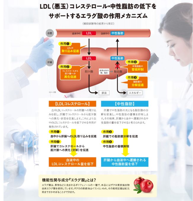エラグ酸の働きとは?機能性表示の根拠